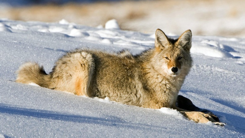 Coyote Lamar Valley Yellowstone National Park Wallpaper 1680x1050[10wallpaper.com]